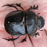 Heliocopris andersoni female